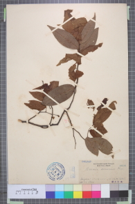 Specimen thumbnail